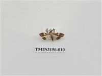 藏品(螟蛾314)的圖片